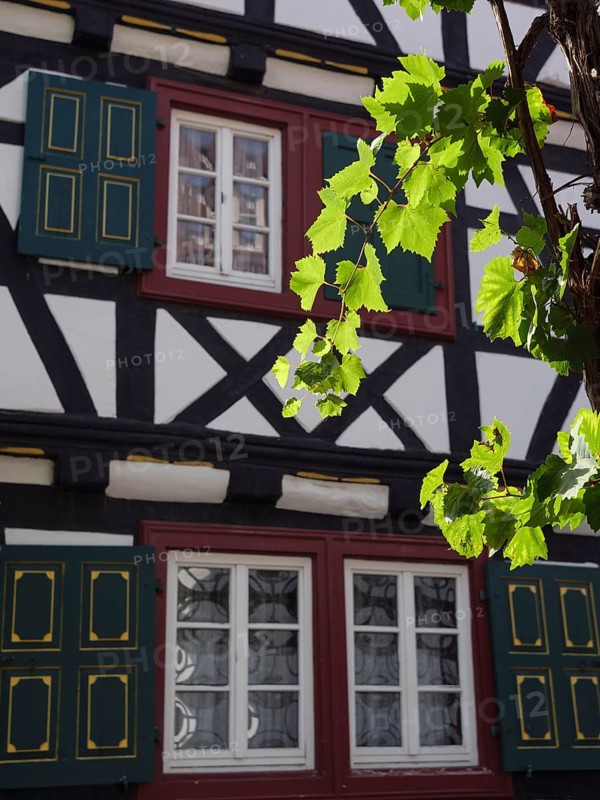 A traditional half-timbered house with green shutters and a vine framing the windows in the sunlight, Kandel, Palatinate, Germany, Europe