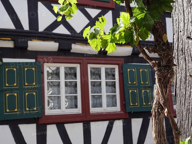 A decorative half-timbered house with a vine growing in front of the windows and green wooden shutters, Kandel, Palatinate, Germany, Europe