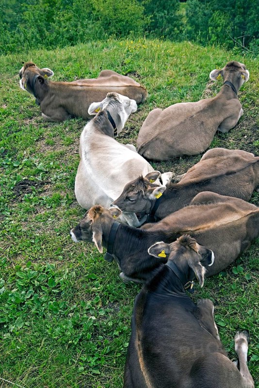 Cows in the Alps, Switzerland, Europe