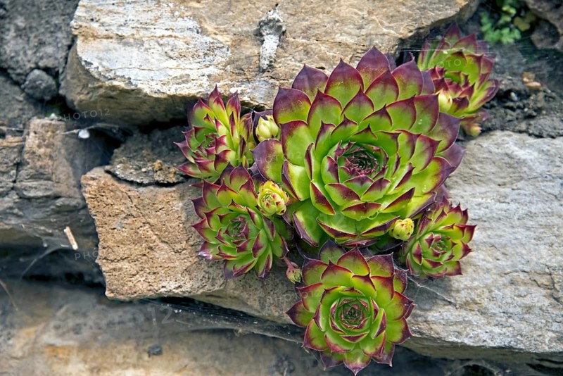 Houseleek