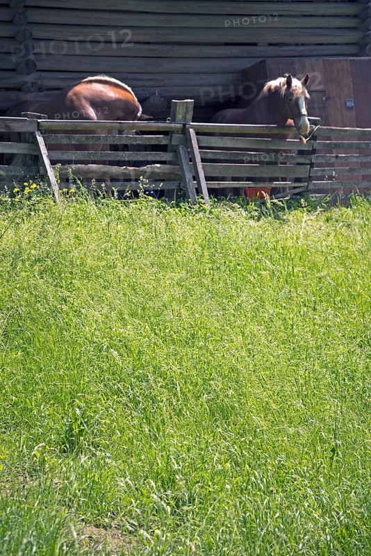 Horses in front of a barn