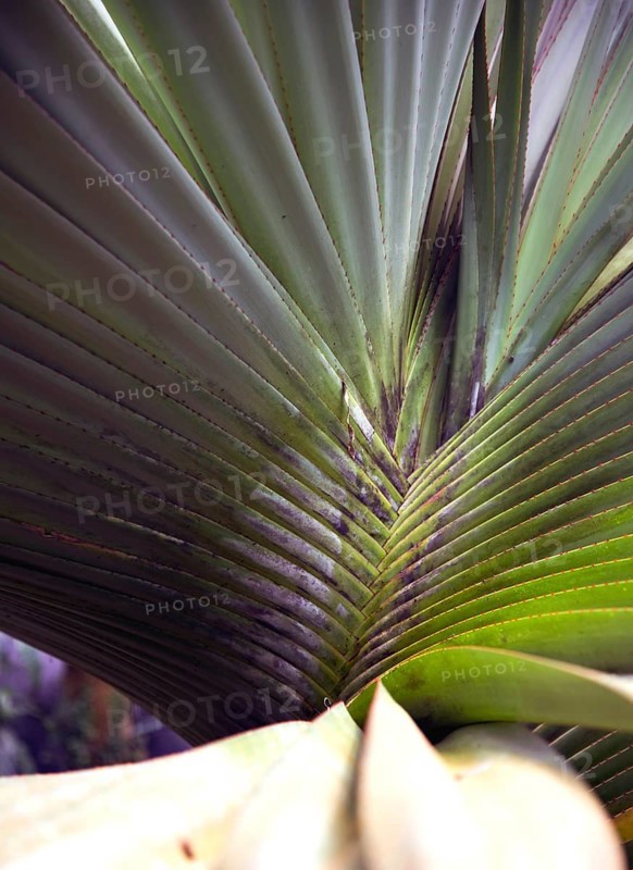 Palmenblatt