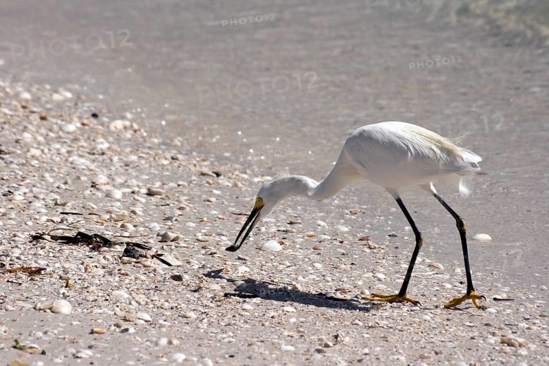 Cattle Egret