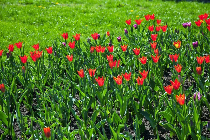 Tulpenmeer