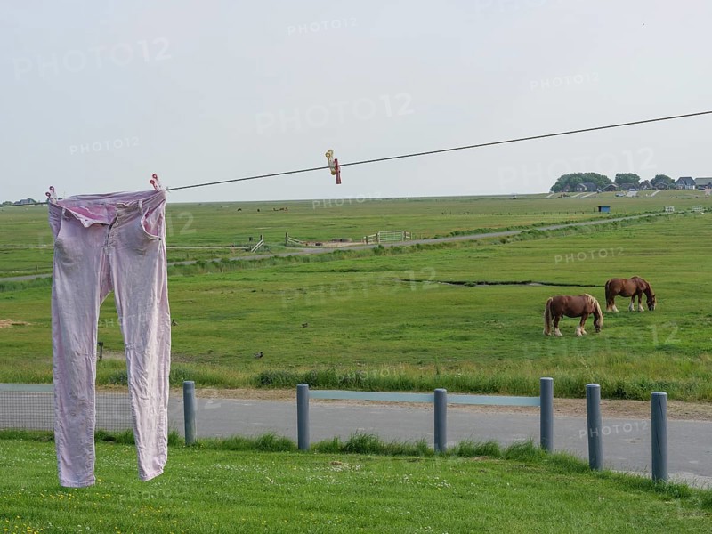 Rural scene with a pair of trousers hanging on a washing line and two horses grazing on a green meadow, hallig hooge, schleswig-holstein, germany