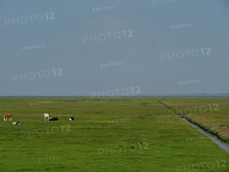 Wide green pasture with cows grazing in the distance, a narrow waterway and a calm horizon under a clear sky, hallig hooge, schleswig-holstein, germany