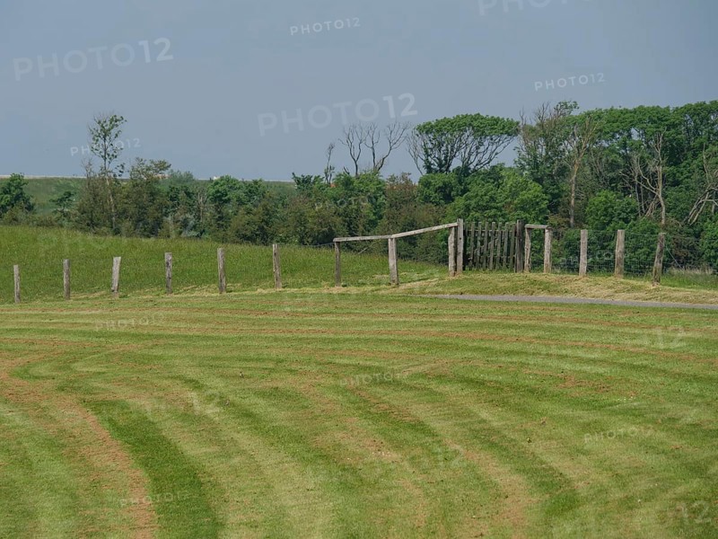 Green meadow with a wooden fence and trees in the background on a sunny summer day, hallig hooge, schleswig-holstein, germany