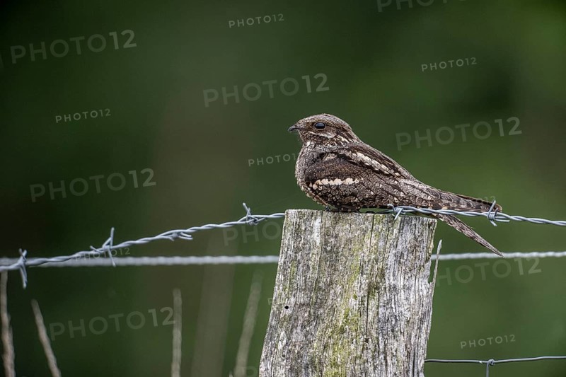 Nightjar, nightjar (Caprimulgus europaeus) sitting on a pasture fence, Emsland, Lower Saxony, Germany, Europe