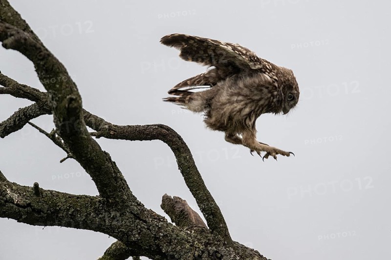 Little owl (Athene noctua), Emsland, Lower Saxony, Germany, Europe