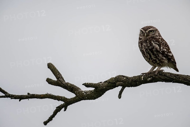 Little owl (Athene noctua), Emsland, Lower Saxony, Germany, Europe