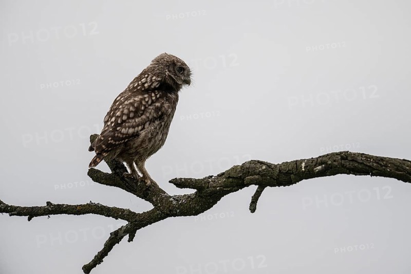 Little owl (Athene noctua), Emsland, Lower Saxony, Germany, Europe