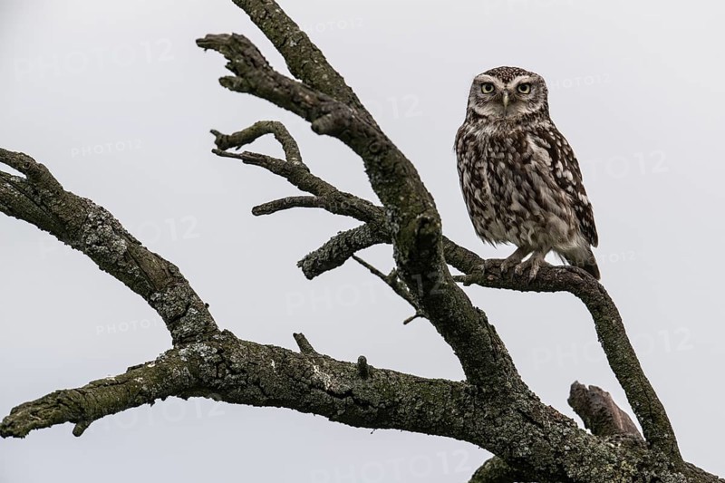 Little owl (Athene noctua), Emsland, Lower Saxony, Germany, Europe