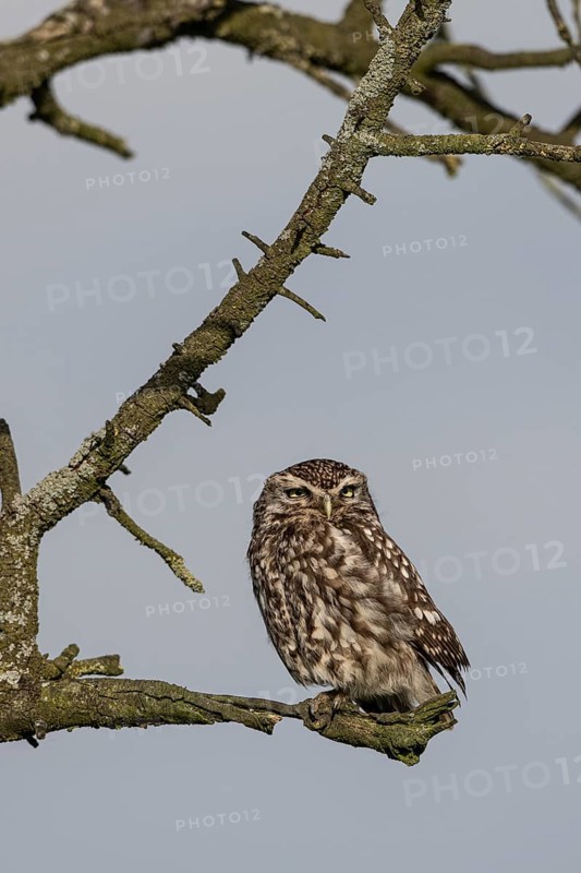 Little owl (Athene noctua), Emsland, Lower Saxony, Germany, Europe