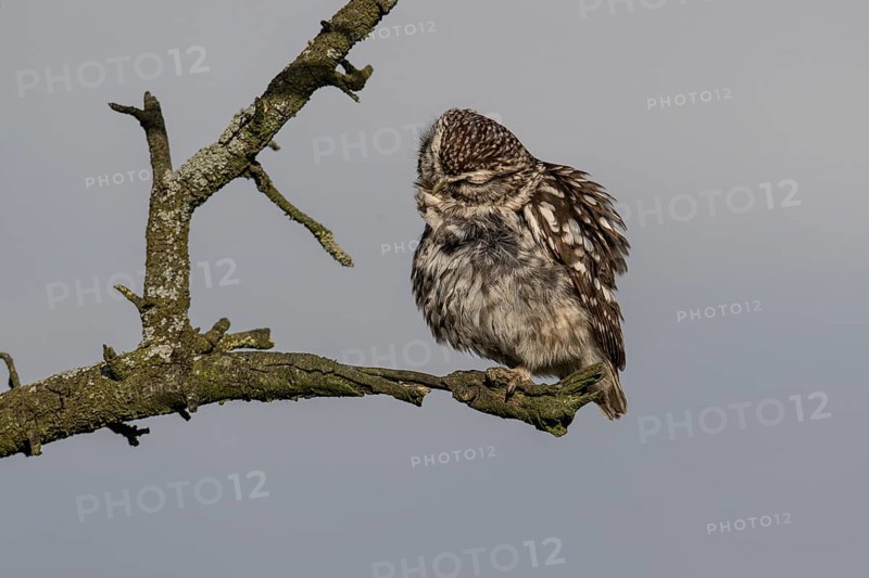 Little owl (Athene noctua), preening itself, Emsland, Lower Saxony, Germany, Europe