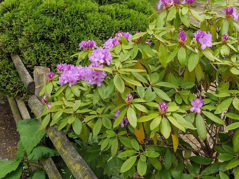 Shrubs with purple flowers next to an old wooden fence against a background of green foliage, arnis, schlewsiwg-holstein, germany