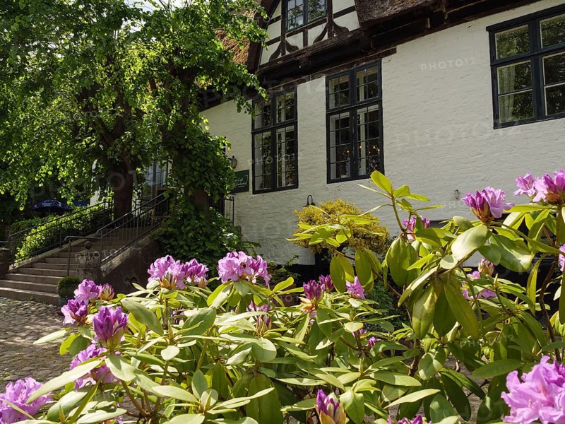 Flowering purple bushes in front of an old building with white walls and black windows, surrounded by trees, arnis, schlewsiwg-holstein, germany