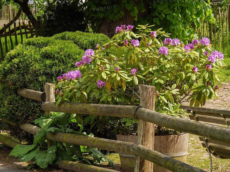 A rustic garden with purple flowering shrubs next to a wooden fence surrounded by green foliage, arnis, schlewsiwg-holstein, germany