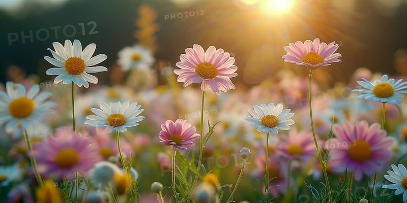 Spring meadow with numerous colourful daisies in the soft evening light. The background is softly focussed. AI generated, AI generated