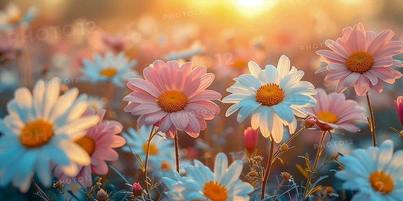 Spring meadow with numerous colourful daisies in the soft evening light. The background is softly focussed. AI generated, AI generated