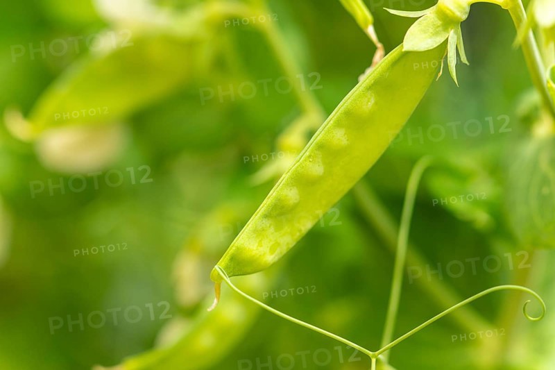 A young pea pod (Pisum sativum) on a plant in the garden, close-up in daylight, Ternitz, Lower Austria, Austria, Europe