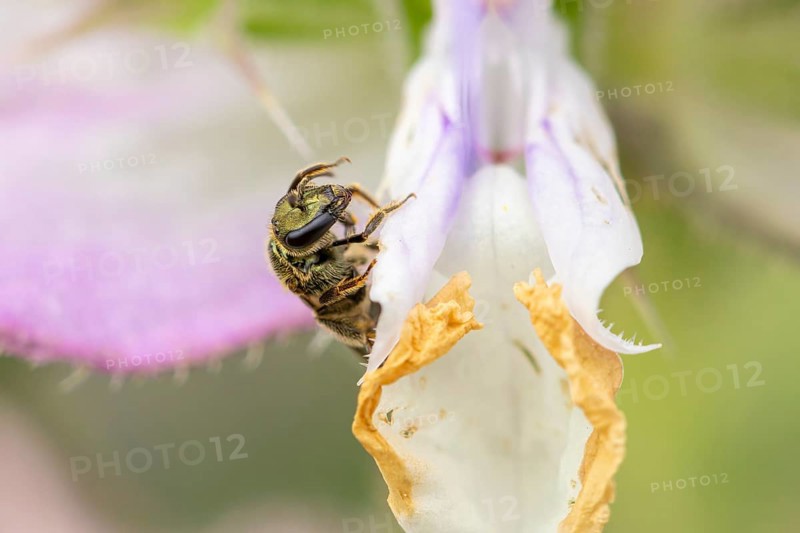 Close-up of a wild bee (Apidae) on a clary (Salvia sclarea) flower, clear details and colours emphasise nature, Ternitz, Lower Austria, Austria, Europe