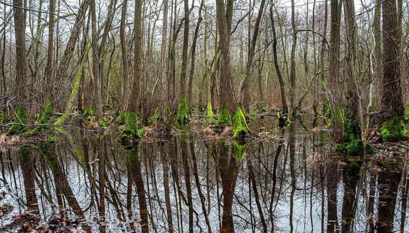 Landscape and wooded area in Berlin Kopenick, Berlin, Germany, Europe