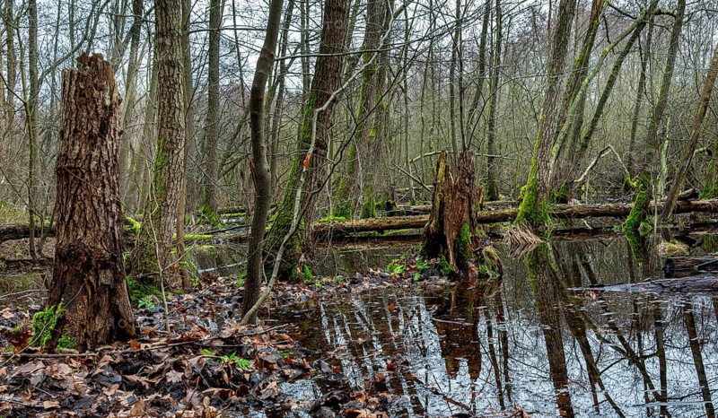 Landscape and wooded area in Berlin Kopenick, Berlin, Germany, Europe