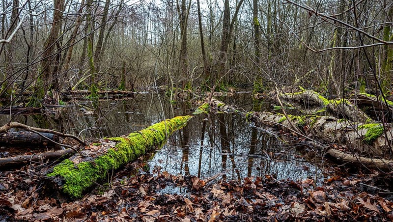 Landscape and wooded area in Berlin Kopenick, Berlin, Germany, Europe