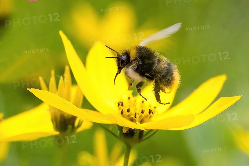 Early bumblebee (Bombus pratorum) flying over a yellow flower surrounded by a blurred green background, Hesse, Germany, Europe