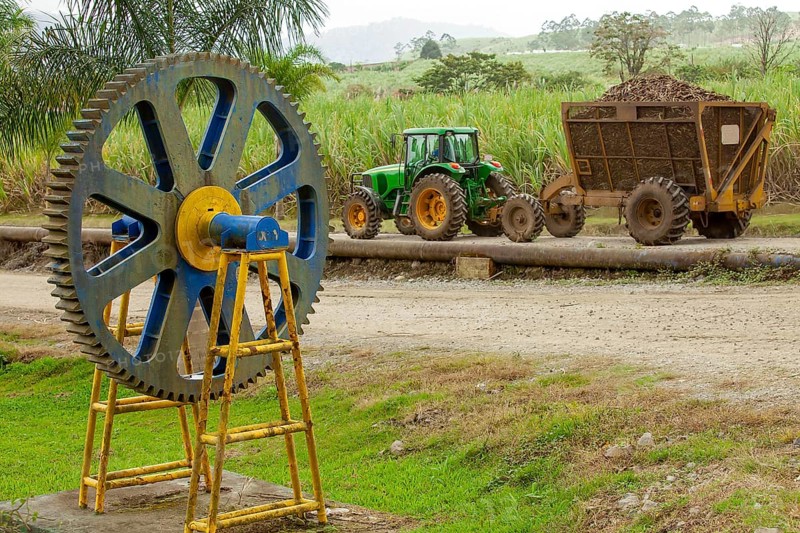 Sugarcane harvest in Costa Rica