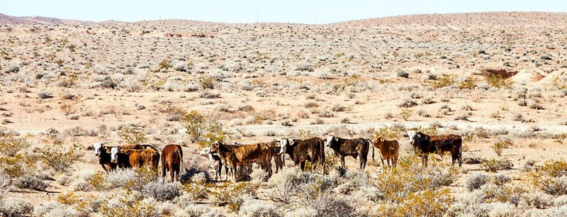 Cattle herd in the Lake Mead National Recreation Area Arizona