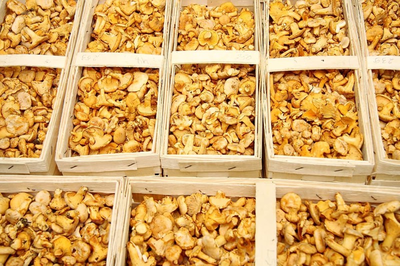 Fresh chanterelles