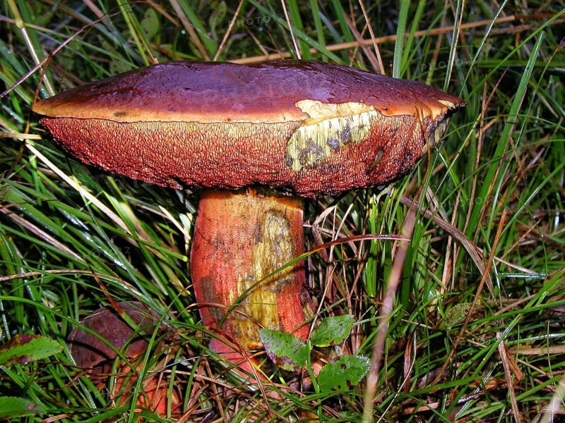 Flake-stemmed witches' bolete