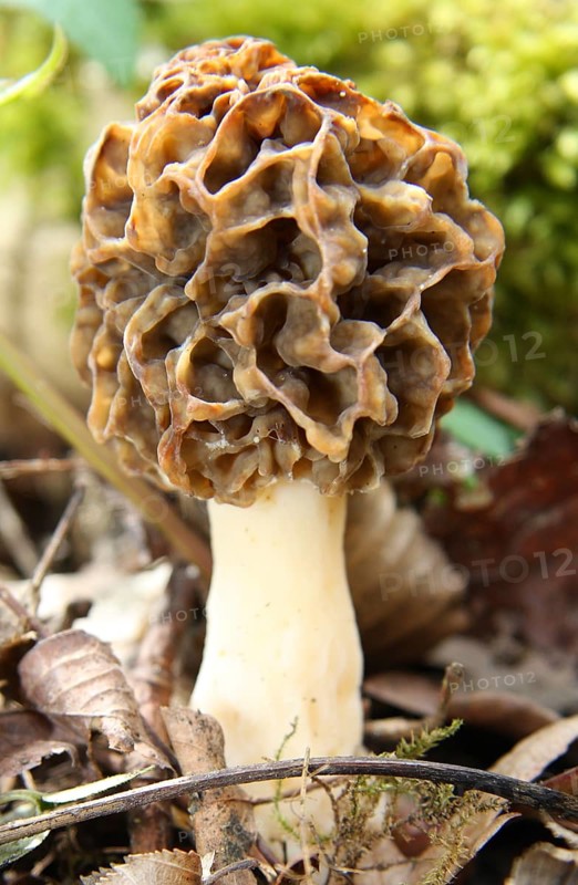Bavarian edible morel