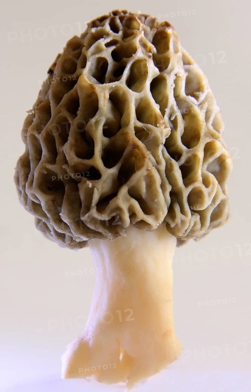 Edible morel exempted