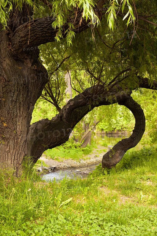 A weeping willow in Jena Paradies park at the site where the Leutra flows into the Saale, a weeping willow in Jena Paradies park at the site where the Leutra flows into the Saale