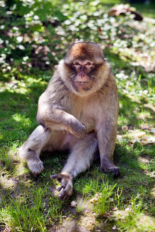 Portrait of a Barbary macaque, also called Magot, portrait of a Barbary macaque on the summer meadow