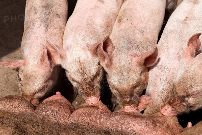 Piglets during silence at the teats of the big pig