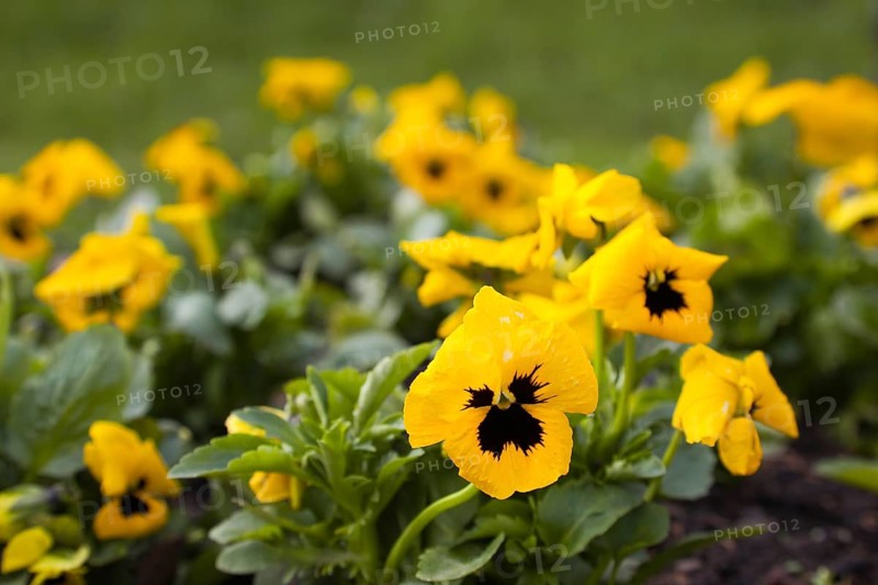 Pansies