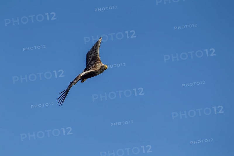White tailed sea eagle (Haliaeetus albicilla) adult bird in flight, Isle of Mull, Scotland, United Kingdom, Europe
