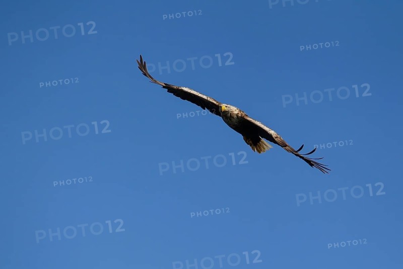 White tailed sea eagle (Haliaeetus albicilla) adult bird in flight, Isle of Mull, Scotland, United Kingdom, Europe