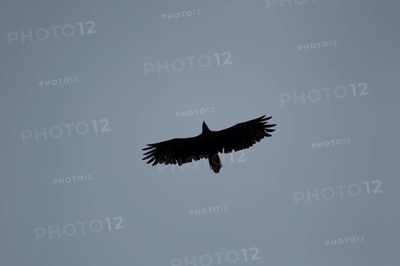 White tailed sea eagle (Haliaeetus albicilla) adult bird in flight, Isle of Mull, Scotland, United Kingdom, Europe
