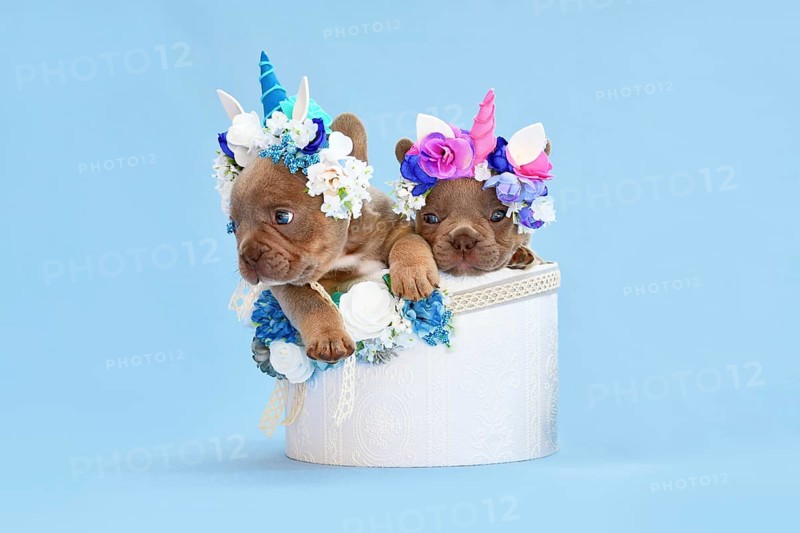 Pair of French Bulldog dog puppies with unicorn headbands with horns peeking out of box with flowers on blue background