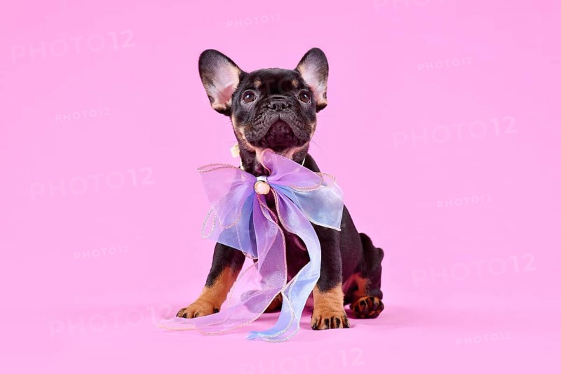 Tan colored French Bulldog dog puppy with ribbon on pink studio background