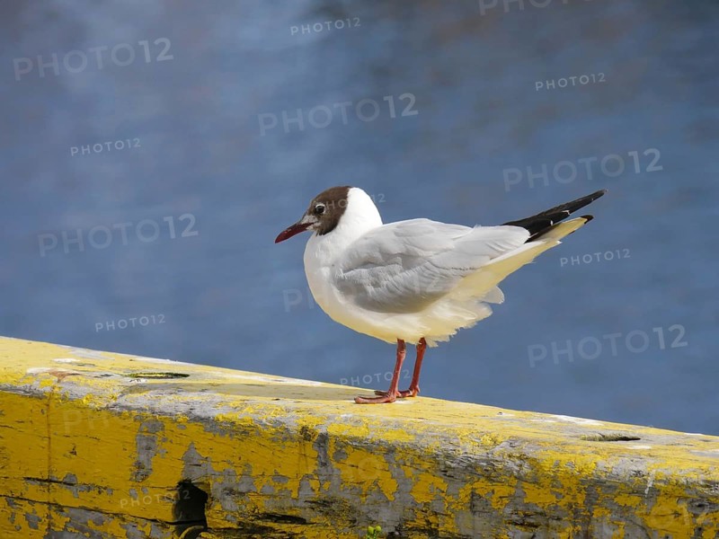 Black-headed Black-headed Gull