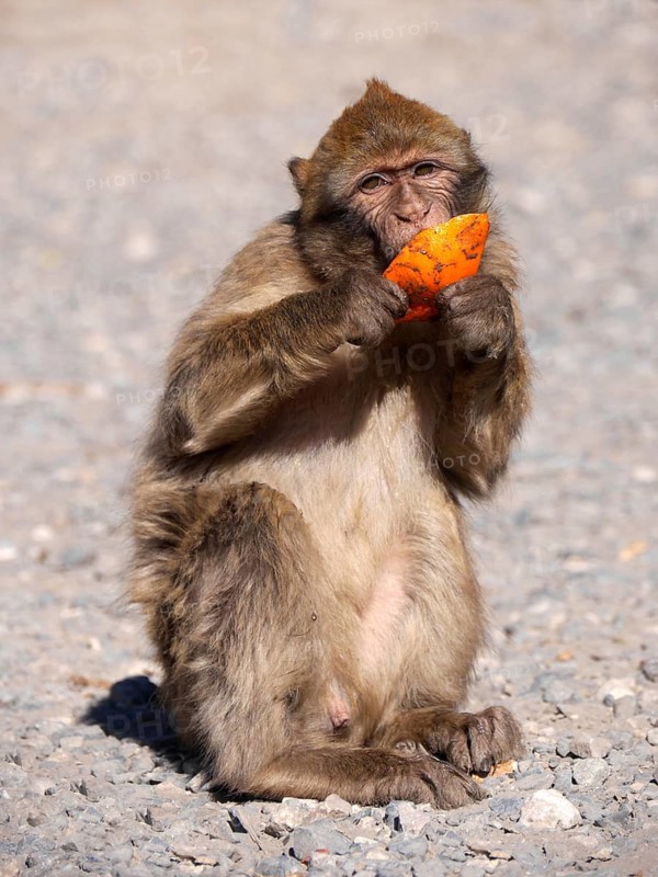 Barbary macaque in the Atlas Mountains in Morocco eating an orange