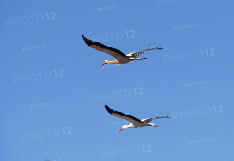 Flying storks