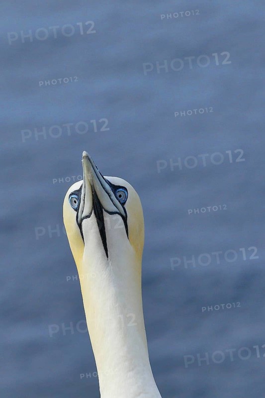 Northern gannet (Morus bassanus) animal portrait, Heligoland, Lower Saxony, Germany, Europe