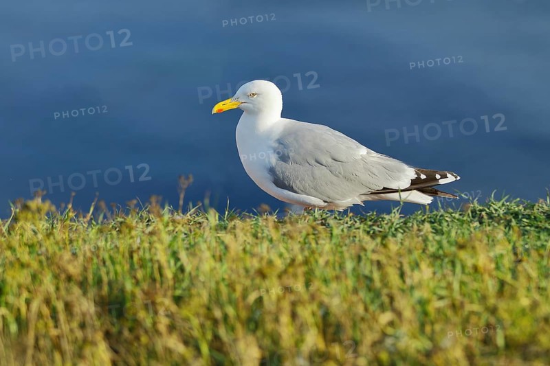 Lesser black-backed gull (Larus fuscus) adult bird on the edge of the cliff, Heligoland, Lower Saxony, Germany, Europe