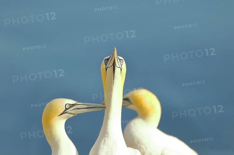 Northern gannet (Morus bassanus) looking for its mate, Heligoland, Lower Saxony, Germany, Europe